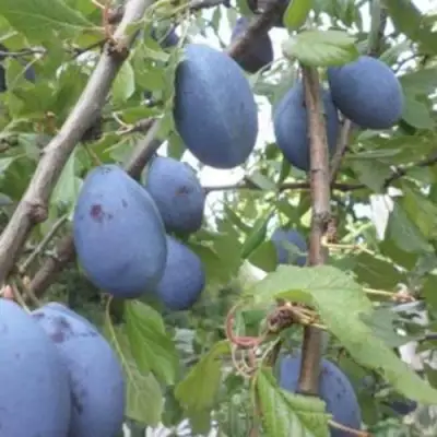 Слива ГИЛЬБЕРТ в Слуцке