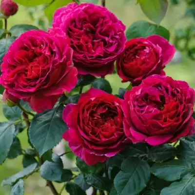 Роза КЕЙТ английская в Слуцке