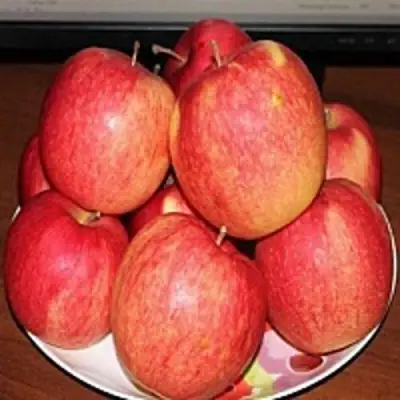 Яблоня ЛИГОЛ в Слуцке