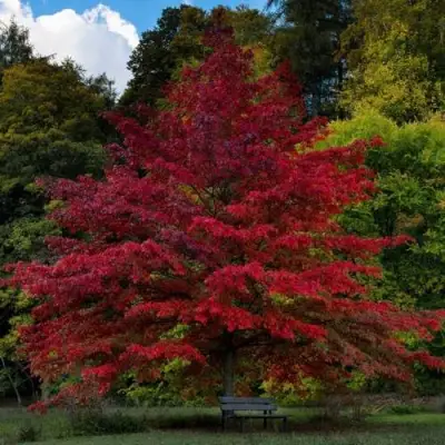 Дуб болотный в Слуцке