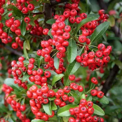 Пираканта РЕД КУИШОН в Слуцке