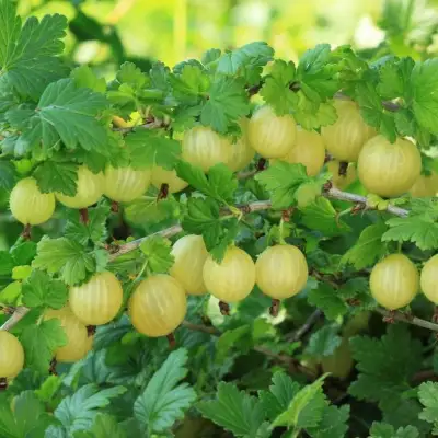 Крыжовник БЕРИЛЛ в Слуцке