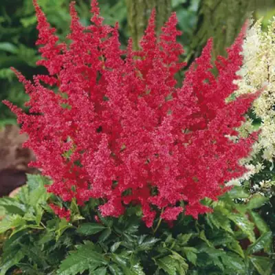 Астильба МОНТГОМЕРИ японская в Слуцке