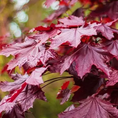 Клен РОЯЛ РЕД остролистный в Слуцке