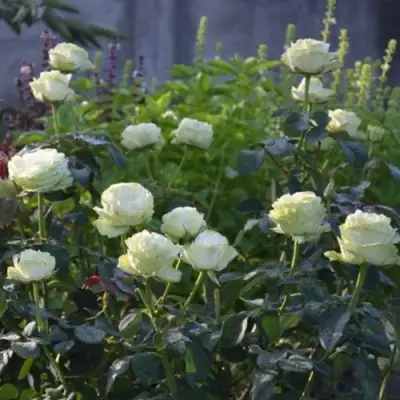 Роза ВАКАНА японская в Слуцке