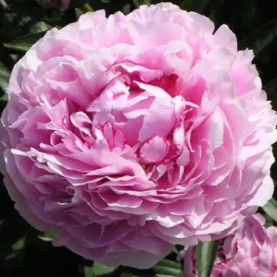 Пион ША-ЛА травянистый в Слуцке