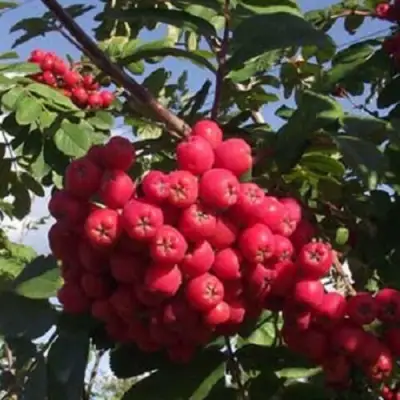 Рябина МОРАВСКАЯ сладкоплодная в Слуцке