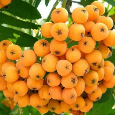 Рябина НЕВЕЖИНСКАЯ ЖЕЛТАЯ сладкоплодная в Слуцке