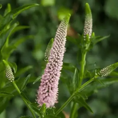 Вероника ФЕСТ ЧОЙС длиннолистная в Слуцке