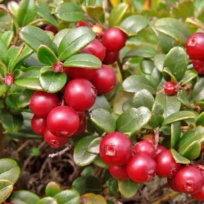 Брусника садовая АМЕРЛАНД в Слуцке