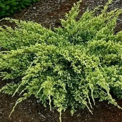 Можжевельник ДРИМ ДЖОЙ чешуйчатый в Слуцке