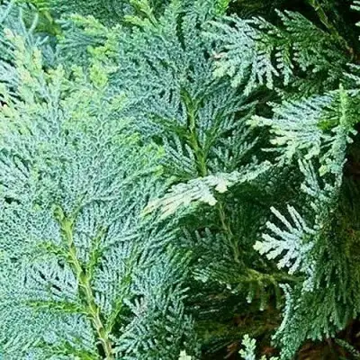 Кипарисовик КОЛУМНАРИС лавсона в Слуцке