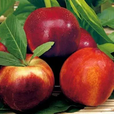 Нектарин СТАРК РЕД ГОЛД в Слуцке