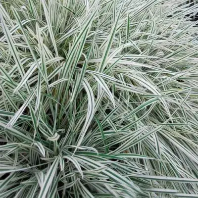 Райграс ВАРИЕГАТТА бульбоносный в Слуцке