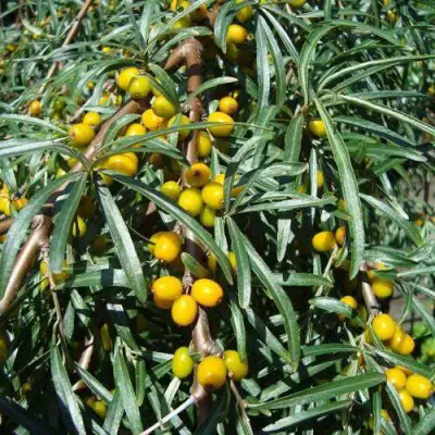 Облепиха ЖЕЛТОПЛОДНАЯ в Слуцке