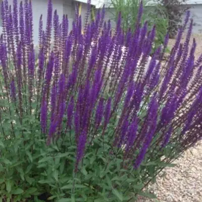 Шалфей КАРАДОНА в Слуцке