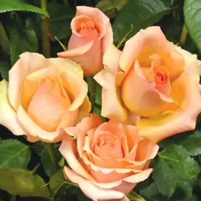 Роза ВЕРСИЛИЯ чайно-гибридная в Слуцке