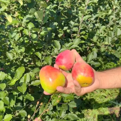 Яблоня КАНДИЛЬ БАГРЯНЫЙ в Слуцке