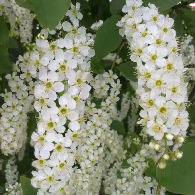Черемуха САМОПЛОДНАЯ в Слуцке