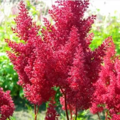 Астильба СКАЙСКРЕЙПЕР китайская в Слуцке