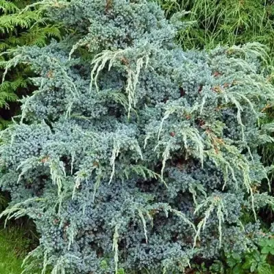 Можжевельник БЛЮ АЛЬПС китайский  в Слуцке