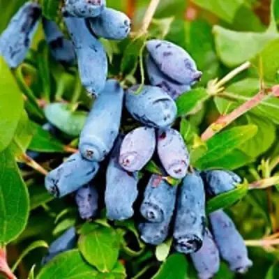 Жимолость съедобная БАКЧАРСКИЙ ВЕЛИКАН в Слуцке