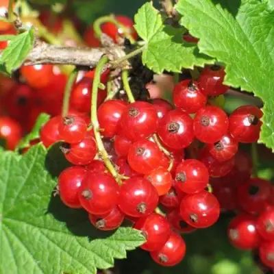 Смородина красная РАЧКОВСКАЯ в Слуцке