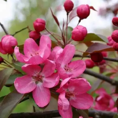 Яблоня РУДОЛЬФ декоративная  в Слуцке