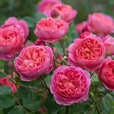 Роза БЕНДЖАМИН БРИТТЕН шраб в Слуцке