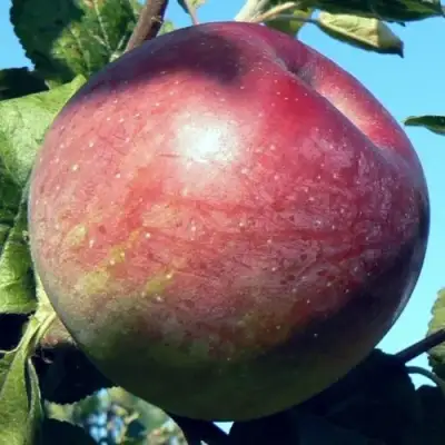 Яблоня АЛЕСЯ в Слуцке