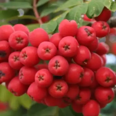 Рябина АЛАЯ КРУПНАЯ сладкоплодная в Слуцке