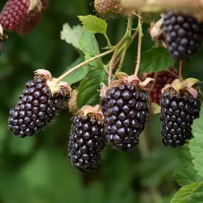 Ежемалина БОЙСЕНБЕРРИ в Слуцке