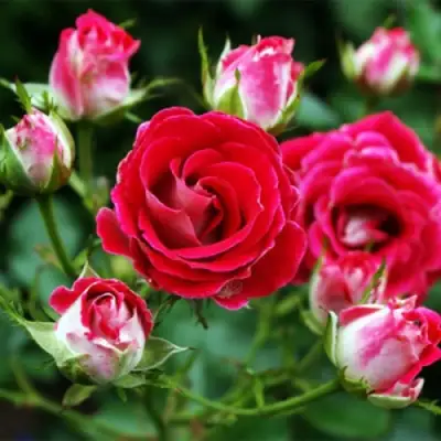 Роза ШОНЕ КОБЛЕНЦЕРИН флорибунда в Слуцке