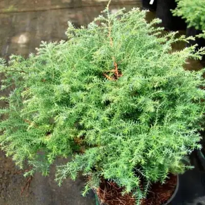 Кипарисовик СКВАРРОЗА горохоплодный в Слуцке