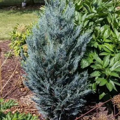 Кипарисовик ДАРТС БЛЮ РИББОН лавсона в Слуцке