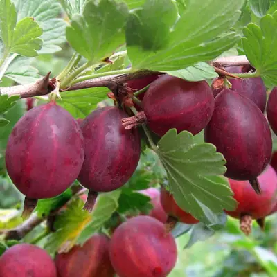 Крыжовник ХИННОМАКИ РОТ в Слуцке