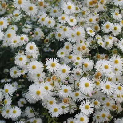 Болтония СНОУБЭНК в Слуцке