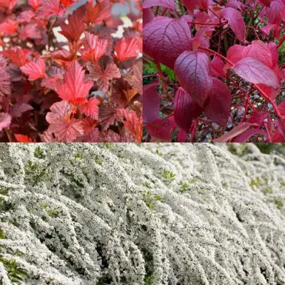 Комплект ЖИВАЯ ИЗГОРОДЬ в Слуцке