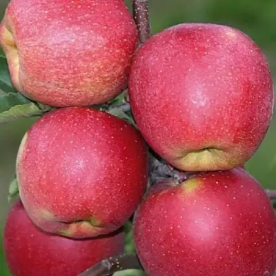 Яблоня ЧЕМПИОН в Слуцке