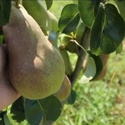 Груша БРЯНСКАЯ КРАСАВИЦА в Слуцке