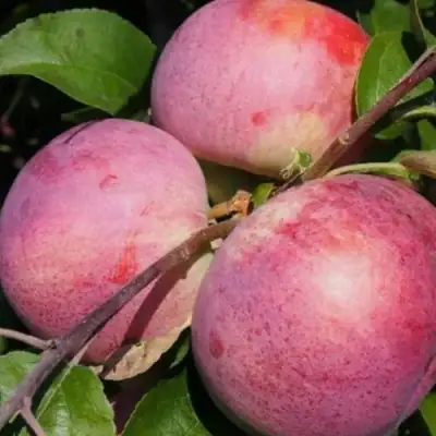 Яблоня БЕЛОРУССКОЕ МАЛИНОВОЕ в Слуцке