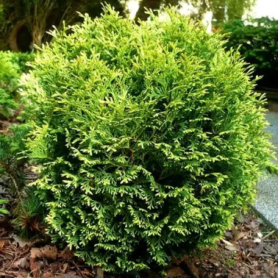 Туя ВОТЕРФИЛД западная в Слуцке