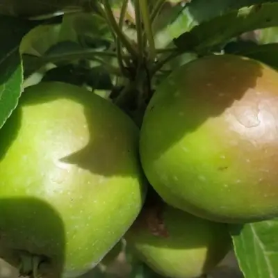 Яблоня ПАМЯТЬ СИКОРЫ в Слуцке