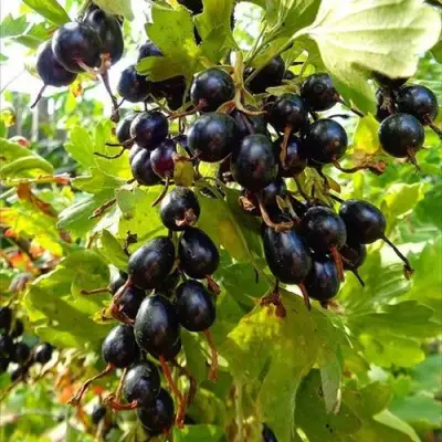 Смородина золотистая ОВАЛЬНАЯ в Слуцке