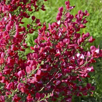 Ракитник БОСКОП РУБИ  в Слуцке