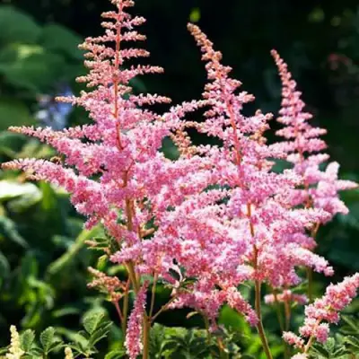 Астильба ЭДЕНС ОДИССЕЙ Арендса в Слуцке