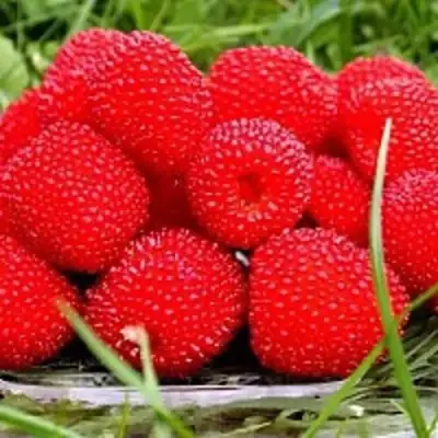 Малина ТИБЕТСКАЯ (РОЗОЛИСТНАЯ) в Слуцке