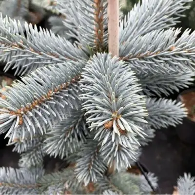 Ель РОЯЛ БЛЮ колючая  в Слуцке