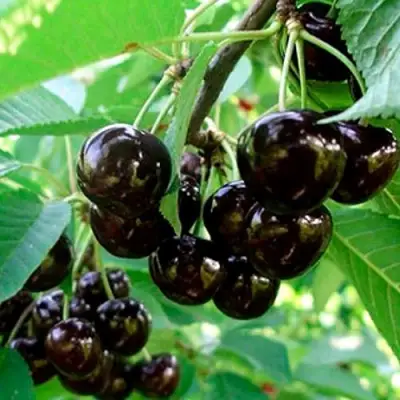 Черешня МУСКАТНАЯ в Слуцке