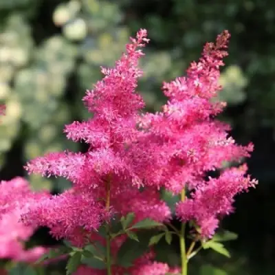 Астильба САННИ ДЕЙ гибридная в Слуцке